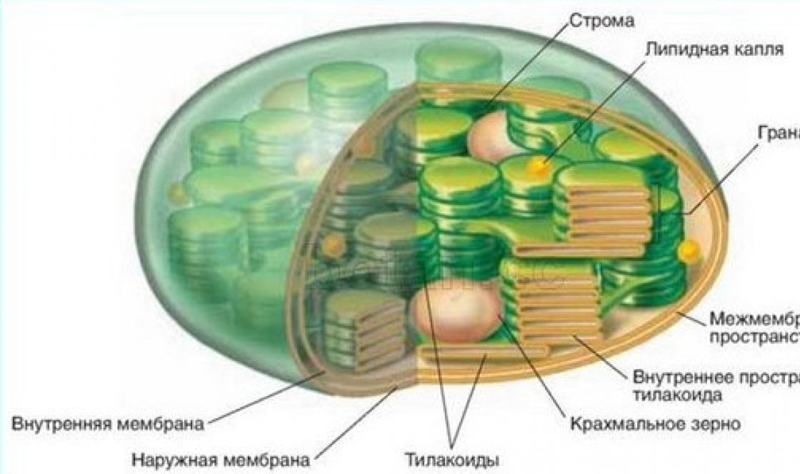 Виды, строение и функции пластид