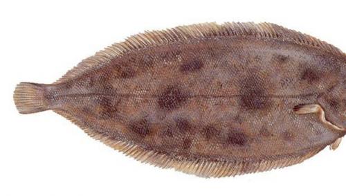 Ozorek morski pieczony w piekarniku - przepis ze zdjęciami krok po kroku, jak smacznie gotować filet rybny z ziemniakami i serem