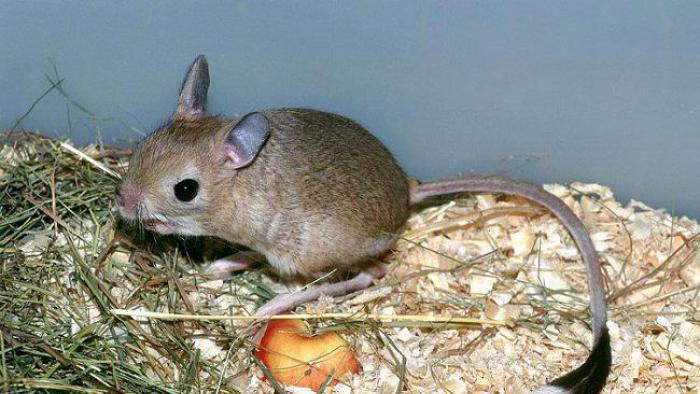 Duża jerboa: jak żyje i co je na pustyni